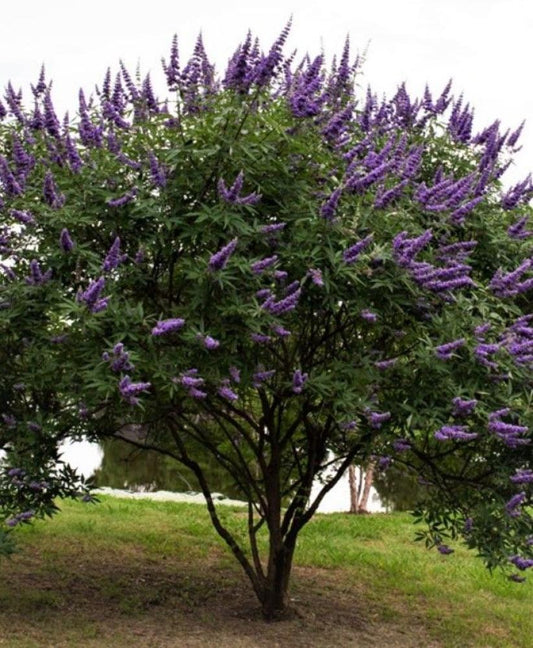 Chaste Tree  (Vitex agnus-castus) - كف مريم