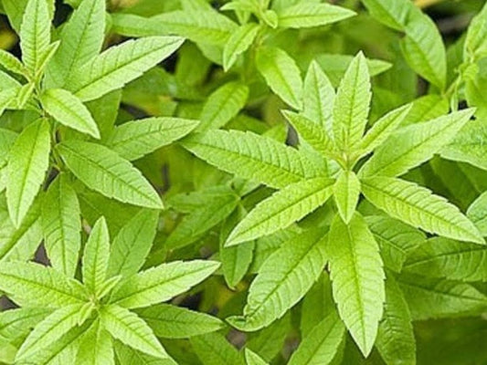 المليسة - Lemon Balm (Melissa)