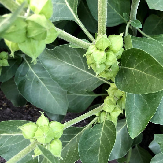 Ashwagandha - الأشواغاندا