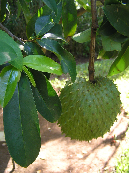 Soursop Leaves - أوراق القشطة