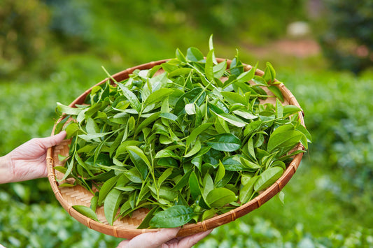 Green Tea - شاي أخضر