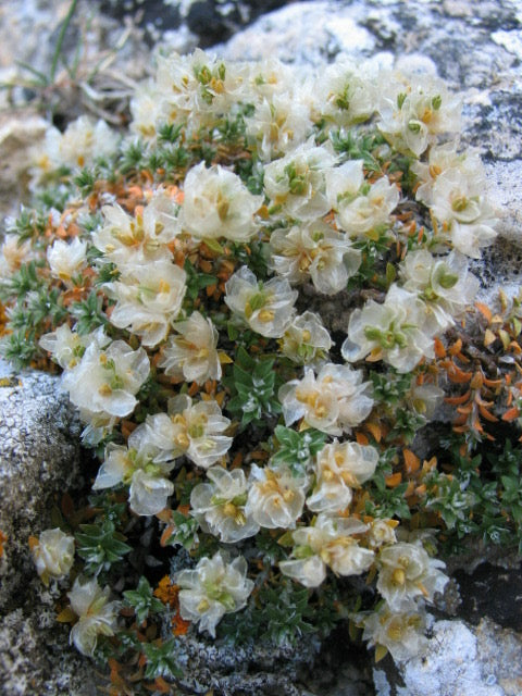 Paronychia argentea - رجل الحمامة