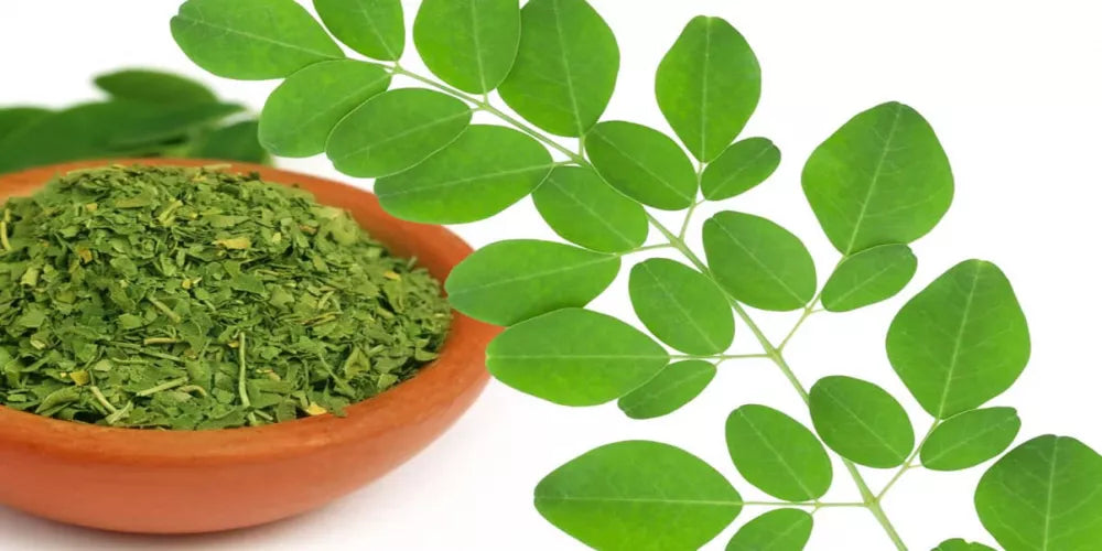 المورينجا - Moringa