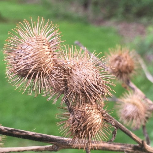 الأرقطيون - Burdock