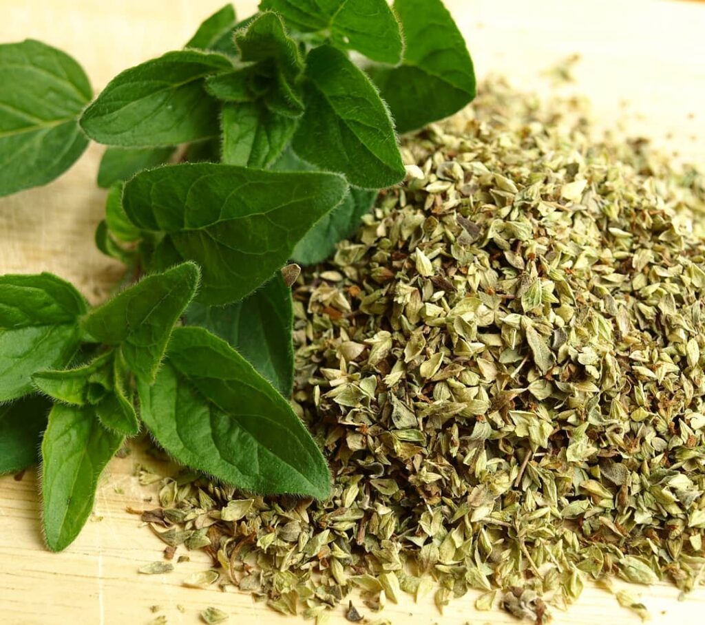 اوربجانو - Oregano