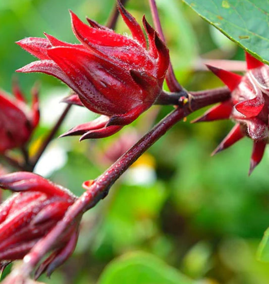 Hibiscus flower - كركاديه