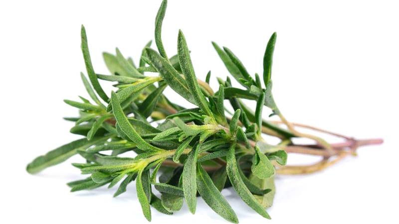 الزَّعتر الفارسي - Persian Thyme