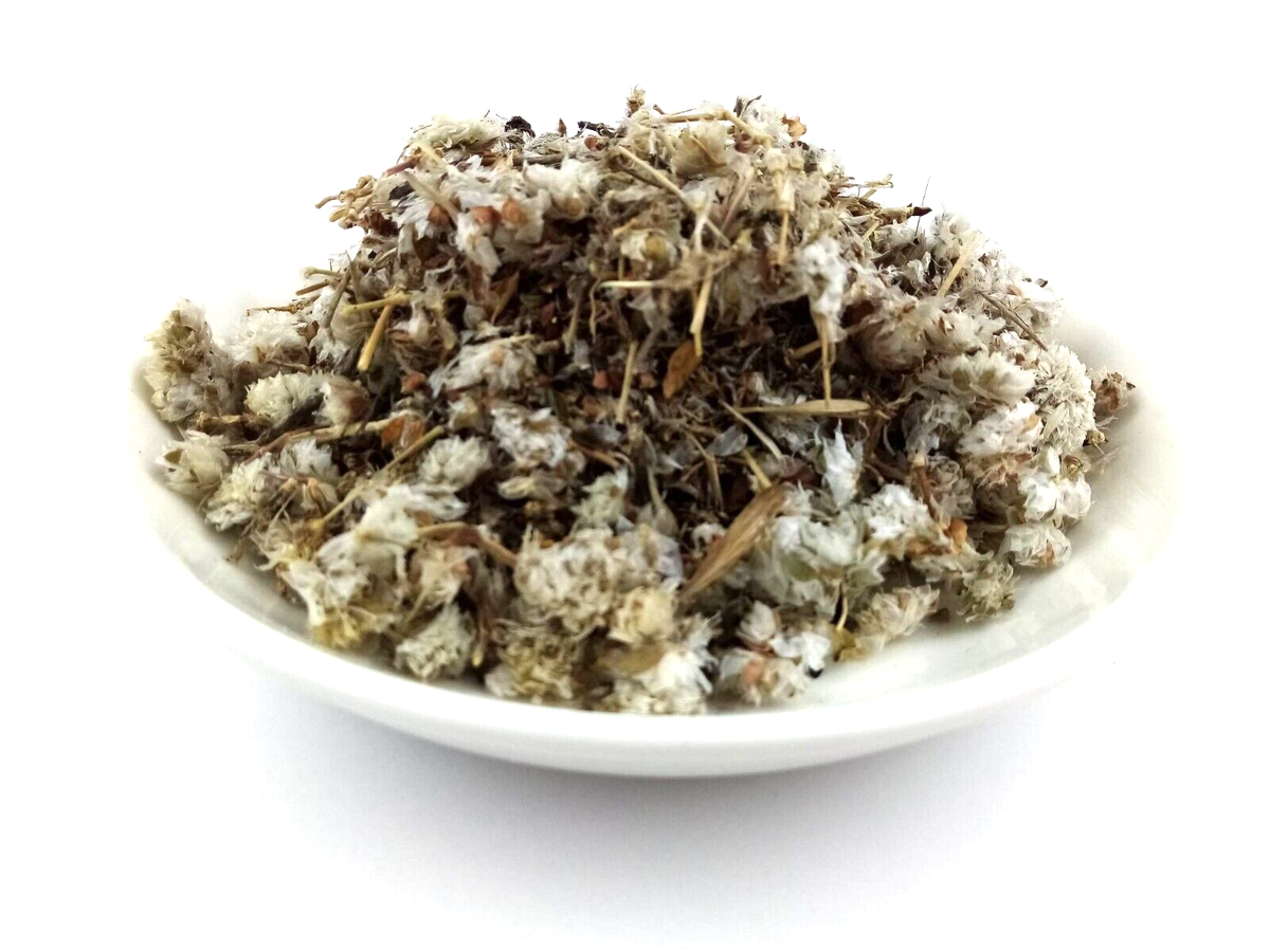 Paronychia argentea - رجل الحمامة