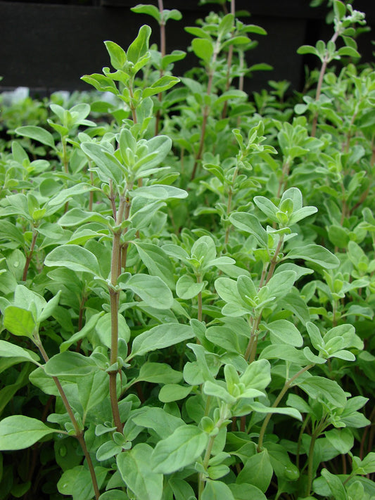 مردقوش - Marjoram