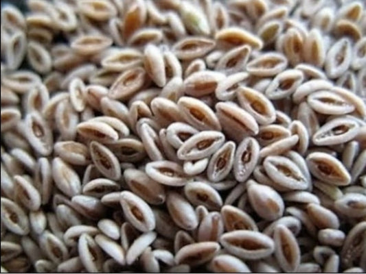 بذور القاطونة - Psyllium Seeds