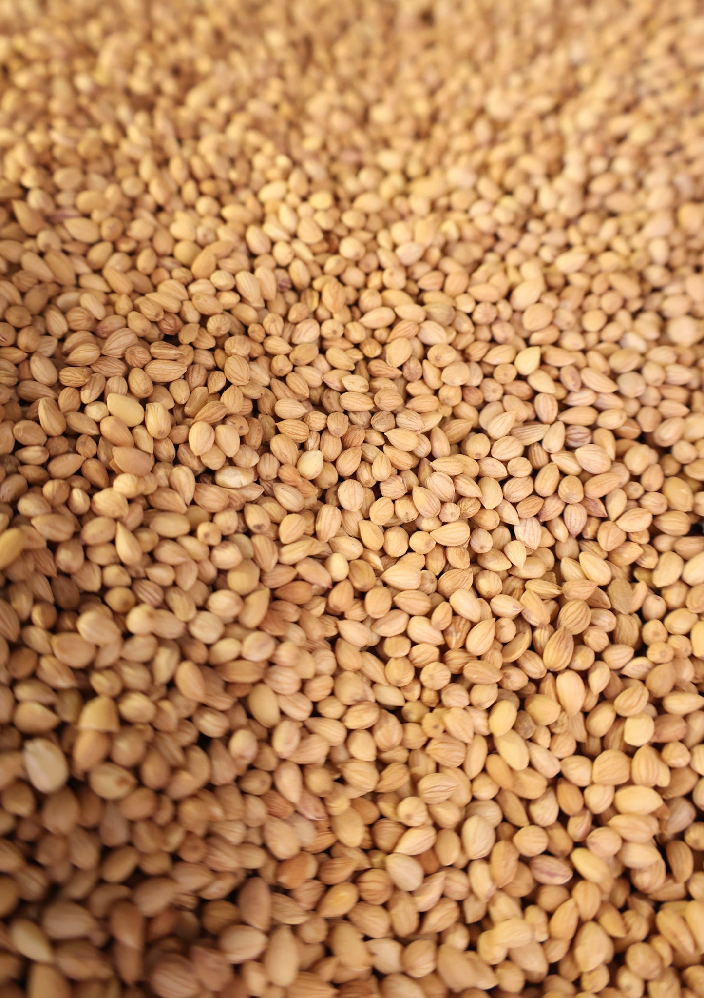 Mahlab Seeds