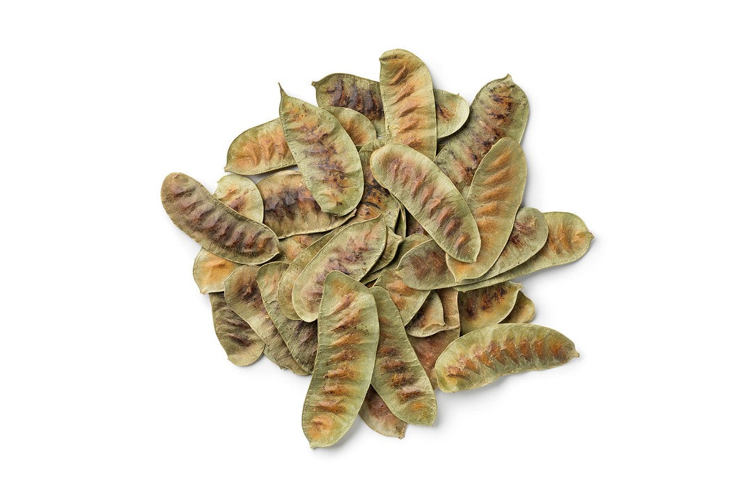 العُشْرُقْ - Senna Pods