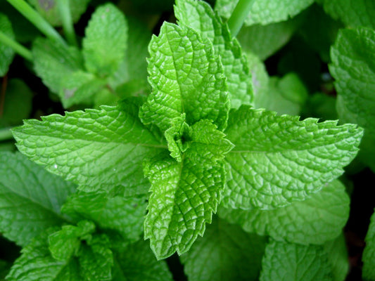 نعنع - Mint