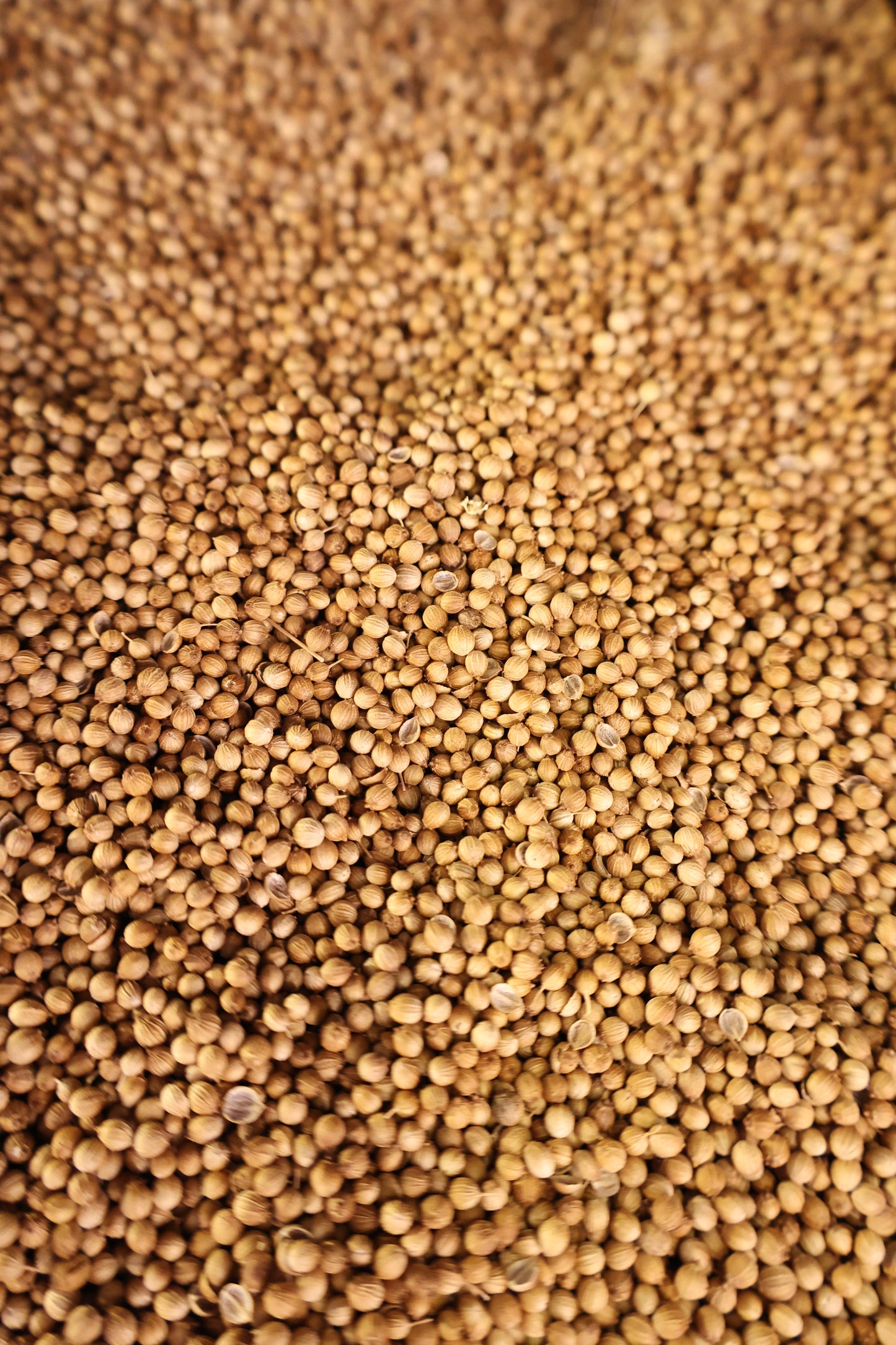 Coriander Seeds