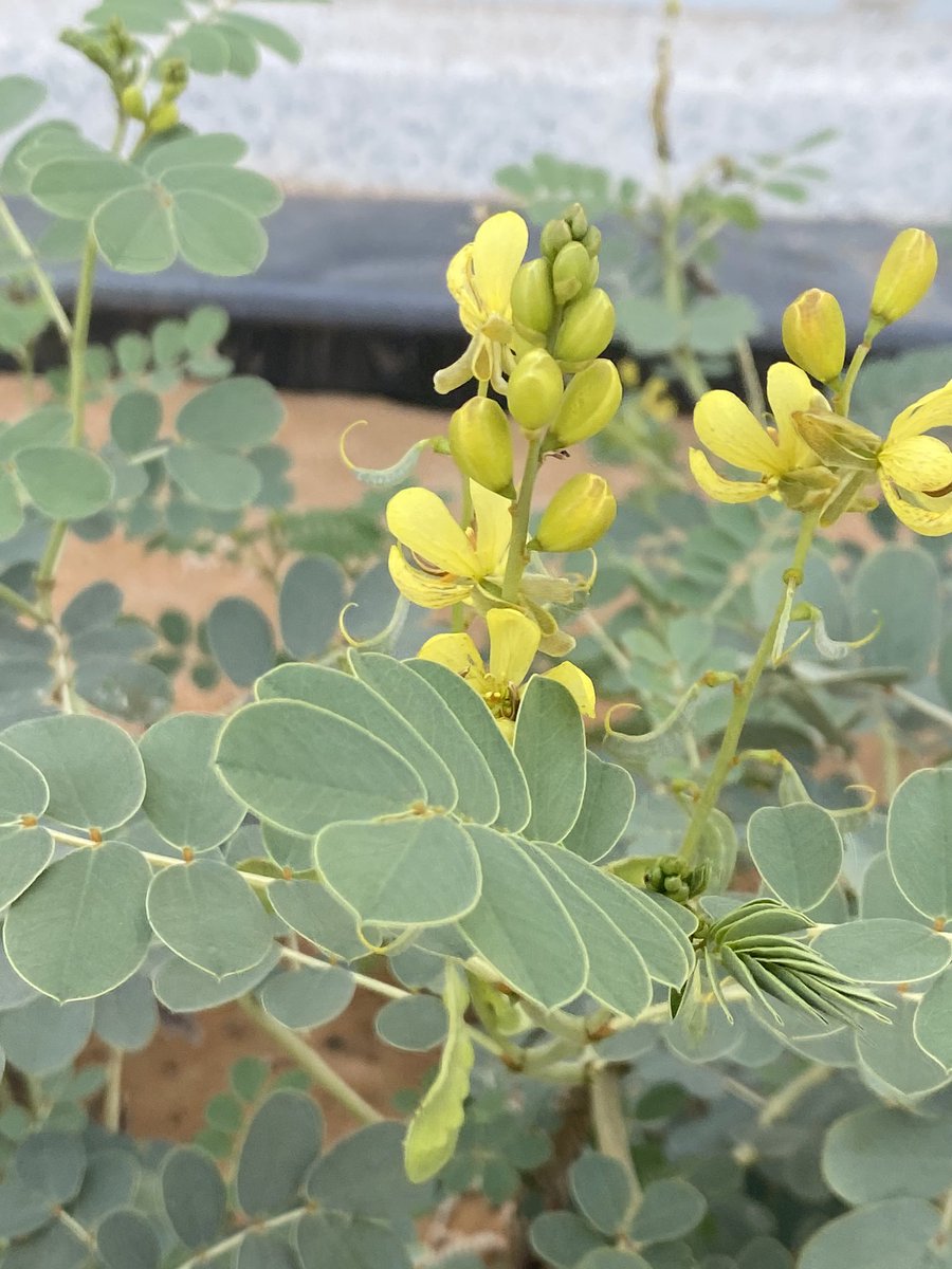 العُشْرُقْ - Senna Pods