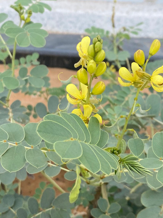 العُشْرُقْ - Senna Pods