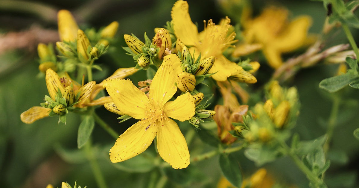 St. John's Wort - حشيشة القديسين