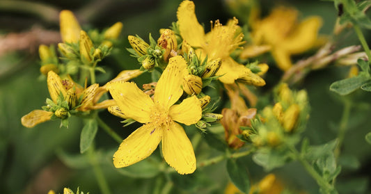 St. John's Wort - حشيشة القديسين