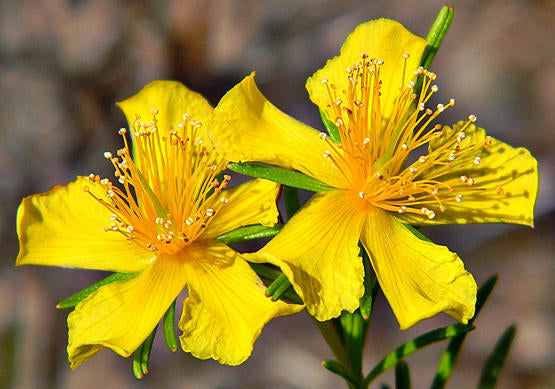 St. John's Wort - حشيشة القديسين